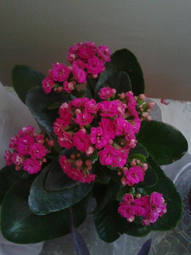 Name:  2013-04-02 08.59.06.jpg
Views: 953
Size:  51.3 KB