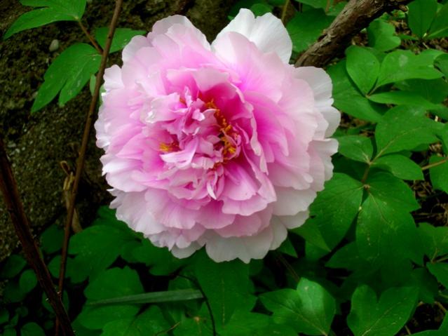 Name:  DSCN3068.jpg
Views: 1885
Size:  44.0 KB