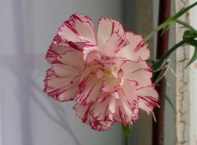 Name:  DSCN3072.jpg
Views: 1846
Size:  30.2 KB