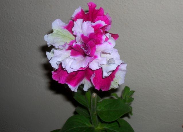 Name:  DSCN3080.jpg
Views: 1878
Size:  29.5 KB