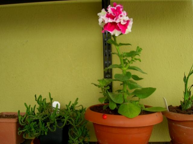 Name:  DSCN3088.jpg
Views: 1883
Size:  31.8 KB