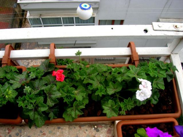 Name:  DSCN3085.jpg
Views: 1822
Size:  50.2 KB