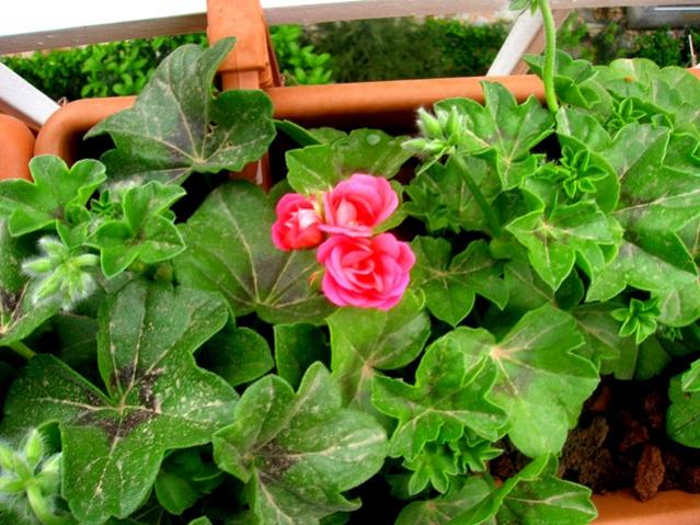 Name:  DSCN3087.jpg
Views: 1854
Size:  63.6 KB