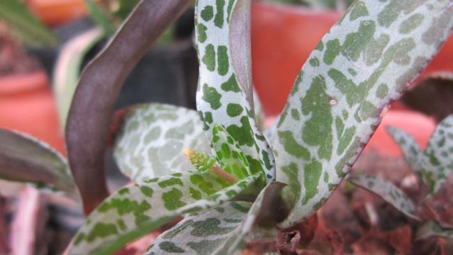 Name:  Ledebouria socialis.jpg
Views: 1954
Size:  33.1 KB