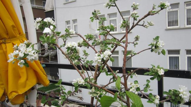 Name:  elma iekleri.jpg
Views: 2077
Size:  47.9 KB