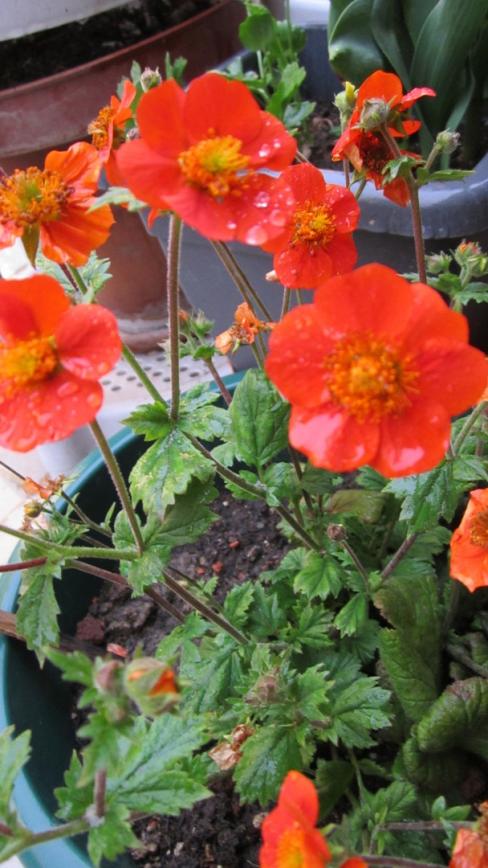 Name:  Geum coccineum.jpg
Views: 1827
Size:  71.5 KB