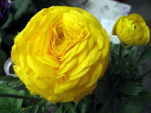 Name:  405082_10150702055218143_818478632_n.jpg
Views: 1528
Size:  34.5 KB