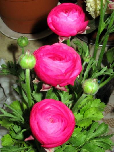 Name:  IMG_9509.jpg
Views: 1801
Size:  36.8 KB