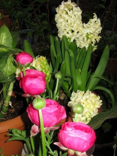 Name:  IMG_9525.jpg
Views: 1544
Size:  37.8 KB