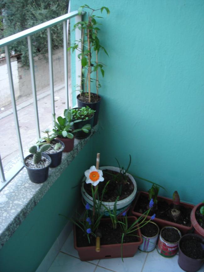 Name:  DSCN3308.jpg
Views: 943
Size:  59.4 KB