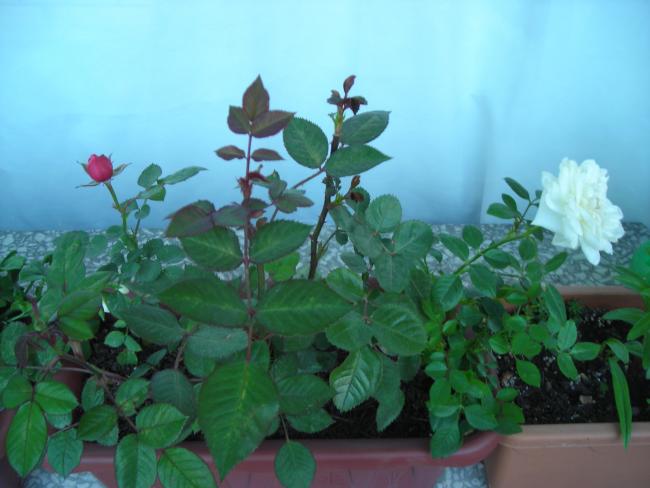 Name:  DSCN3305.jpg
Views: 903
Size:  37.7 KB