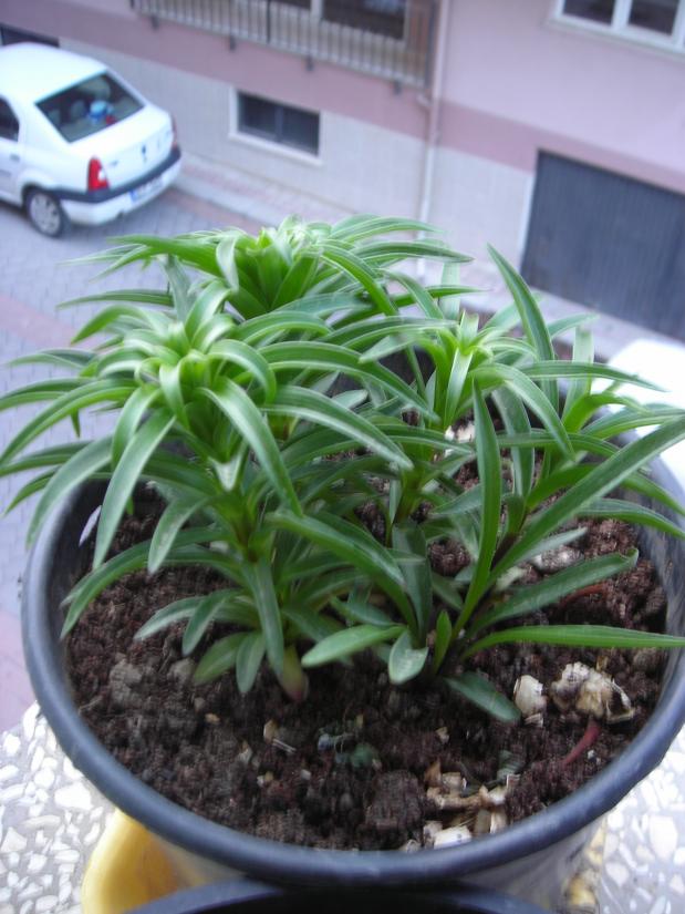 Name:  DSCN3303.jpg
Views: 937
Size:  71.7 KB