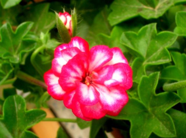 Name:  DSCN3102.jpg
Views: 1787
Size:  37.3 KB