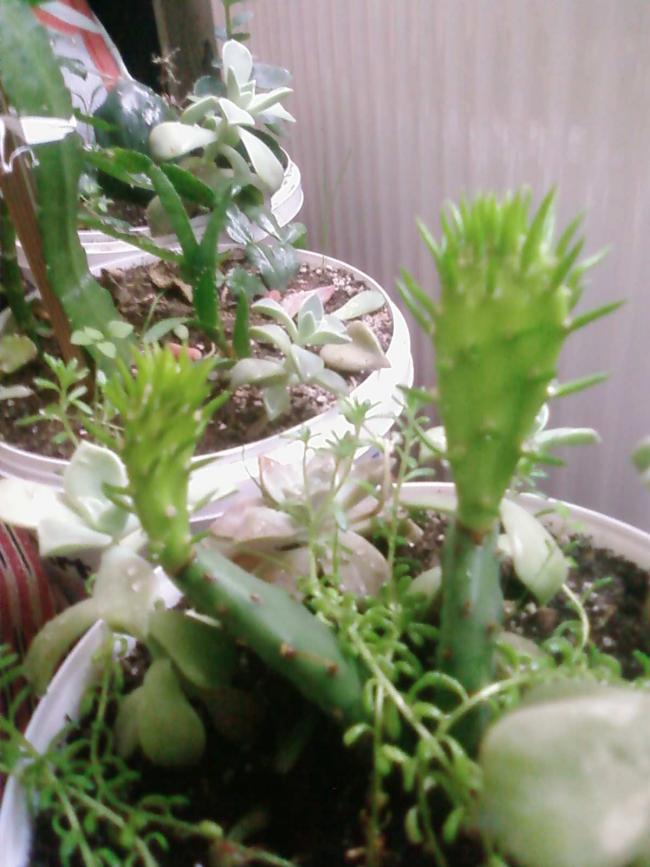 Name:  Fotoraf2130.jpg
Views: 1586
Size:  66.7 KB