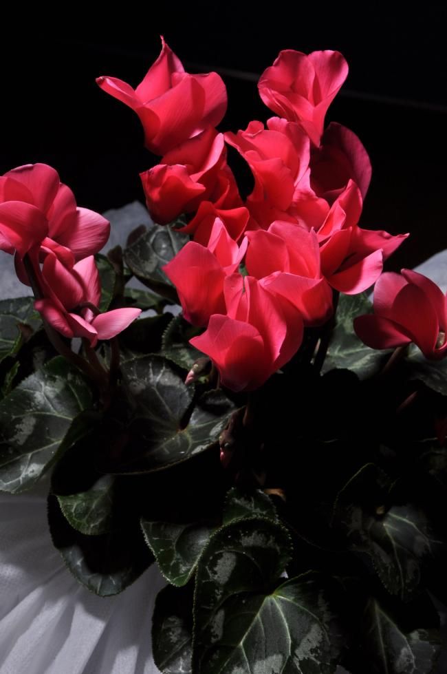 Name:  DSC_9325 copy.jpg
Views: 482
Size:  59.7 KB