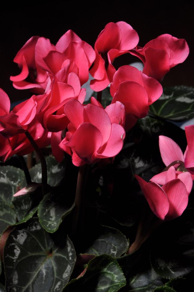 Name:  DSC_9328 copy.jpg
Views: 490
Size:  60.1 KB