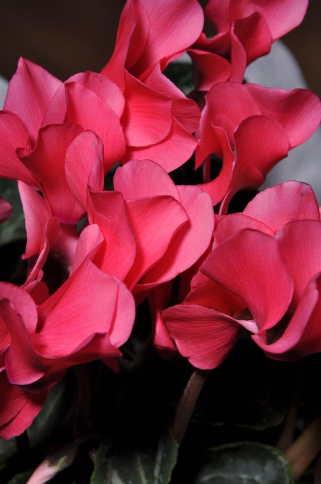 Name:  DSC_9333 copy.jpg
Views: 537
Size:  55.5 KB