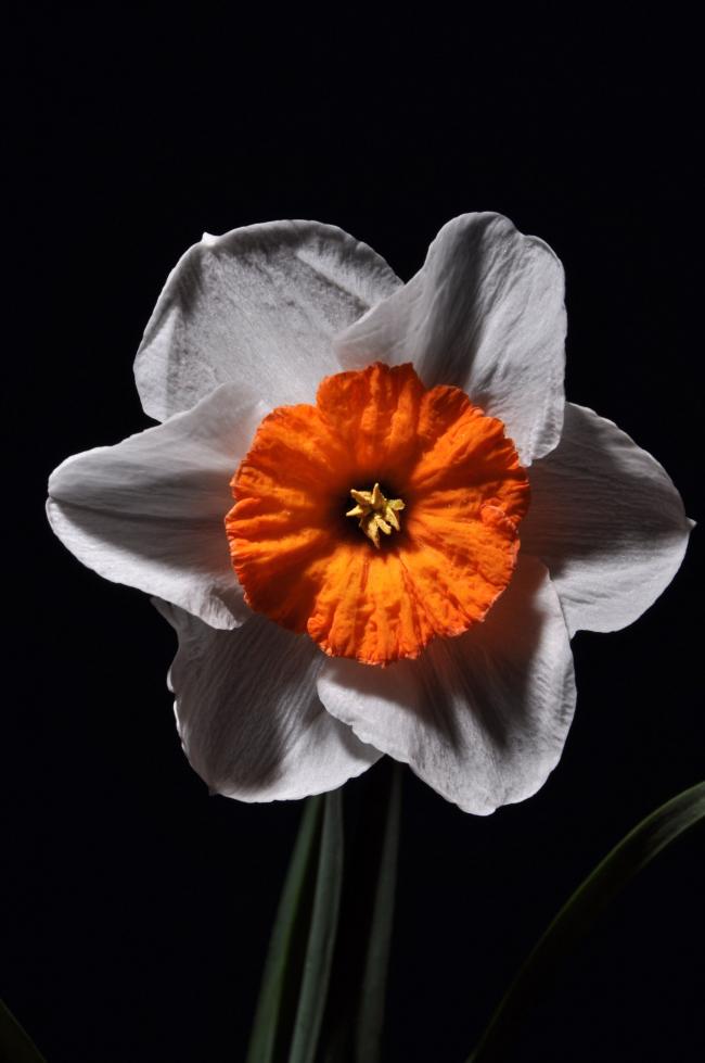Name:  DSC_9338 copy.jpg
Views: 443
Size:  45.5 KB
