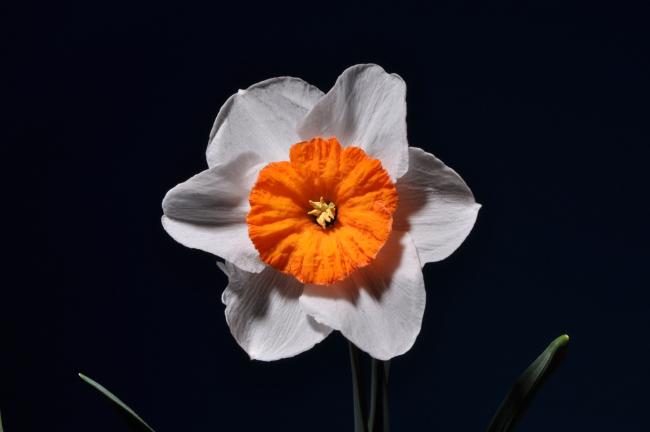 Name:  DSC_9345 copy.jpg
Views: 446
Size:  17.9 KB