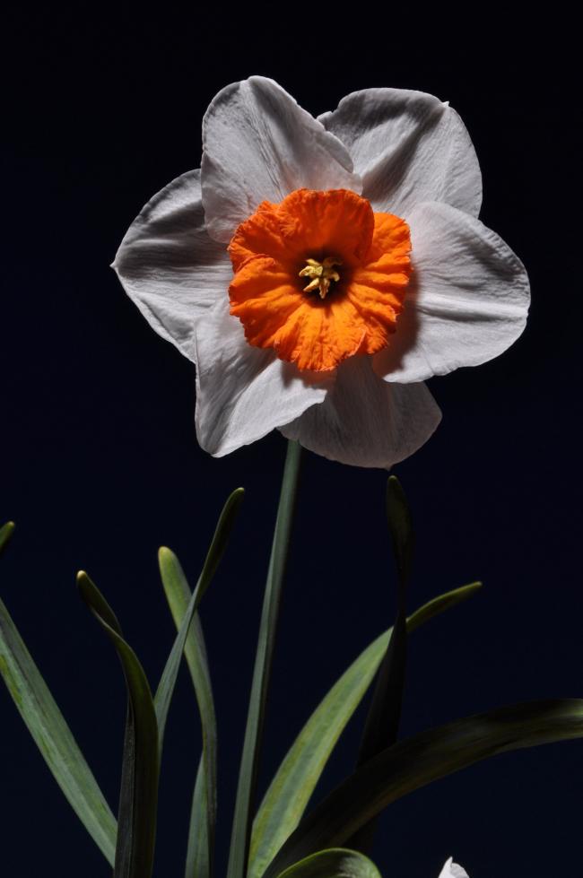 Name:  DSC_9356 copy.jpg
Views: 429
Size:  45.3 KB