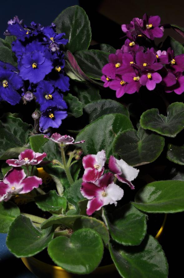 Name:  DSC_9380 copy.jpg
Views: 453
Size:  72.2 KB