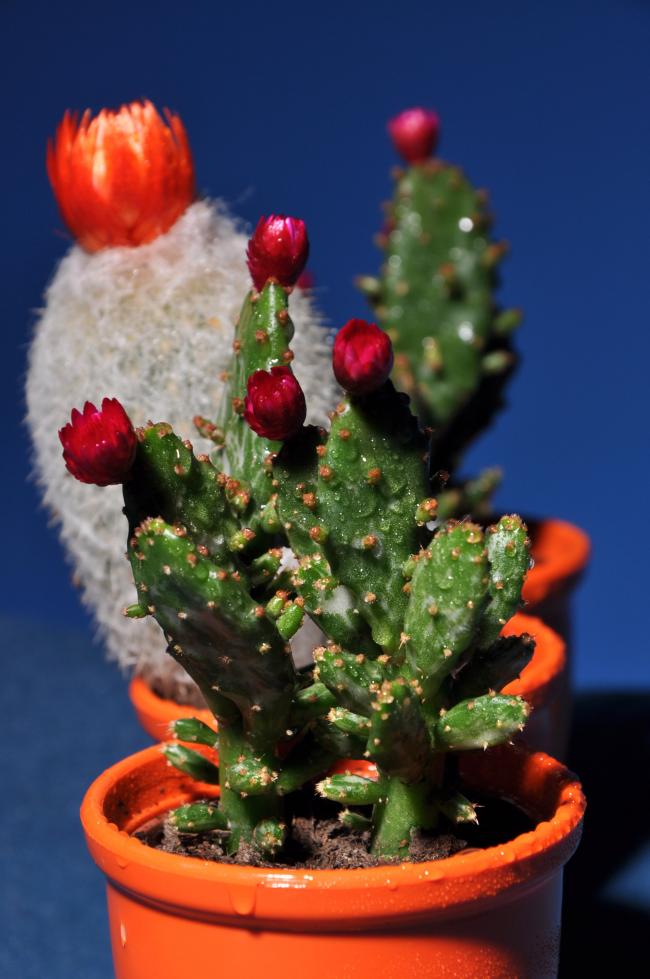 Name:  DSC_9403 copy.jpg
Views: 459
Size:  67.7 KB