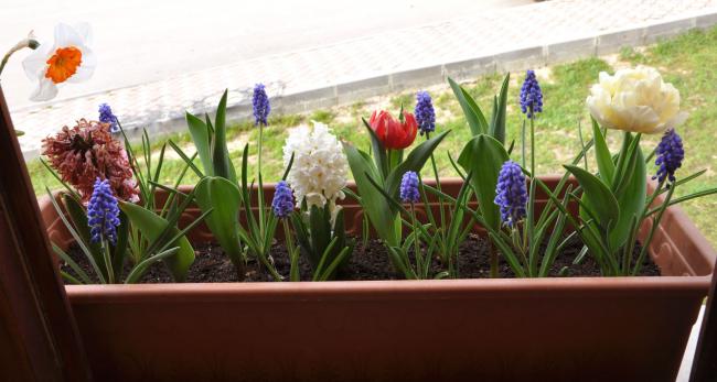 Name:  DSC_9475 copy.jpg
Views: 704
Size:  37.8 KB