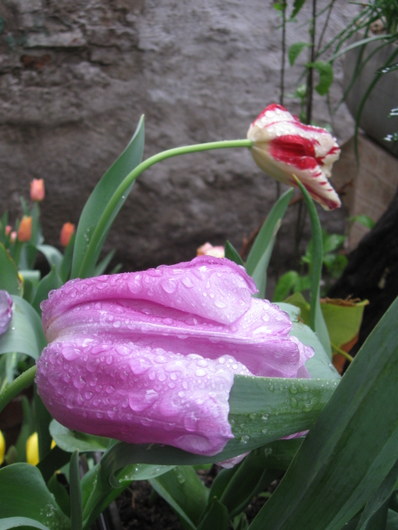 Name:  IMG_9593.JPG
Views: 1304
Size:  61.9 KB