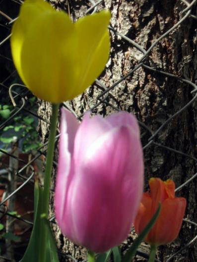 Name:  IMG_9674.jpg
Views: 1271
Size:  35.4 KB