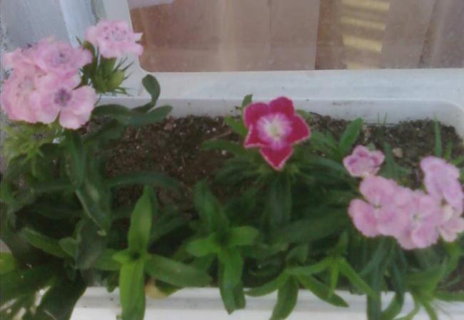Name:  Fotoraf2140.jpg
Views: 1306
Size:  28.9 KB