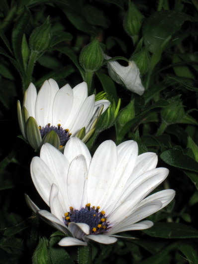 Name:  IMG_9391.JPG
Views: 1218
Size:  54.6 KB