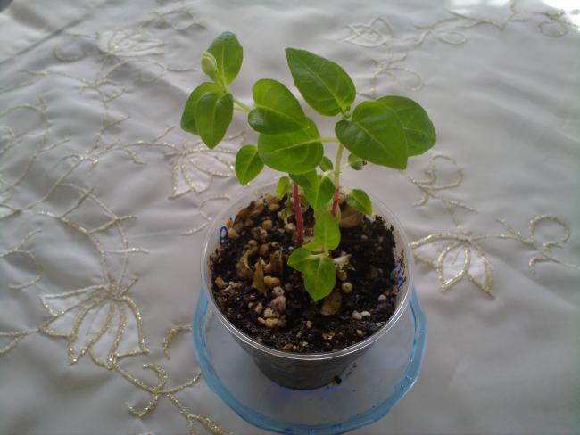 Name:  120420134082.jpg
Views: 2378
Size:  35.3 KB