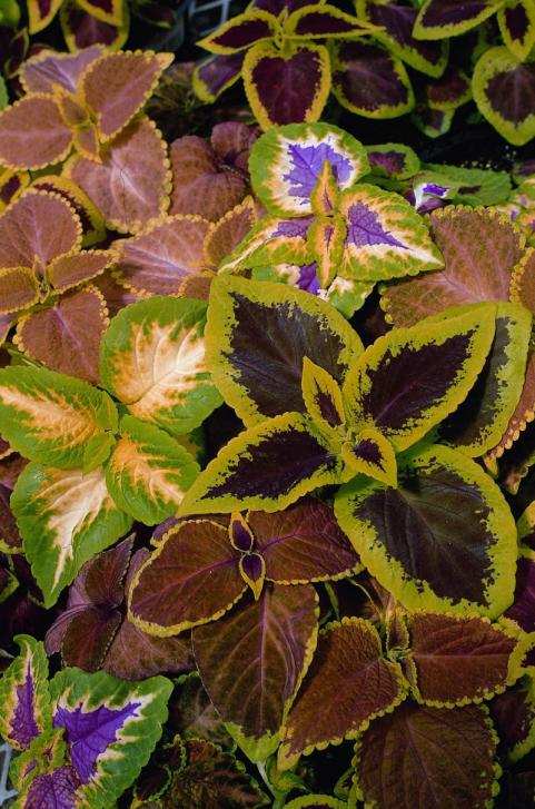 Name:  coleus-top-crown-57601_2.jpg
Views: 2474
Size:  79.0 KB