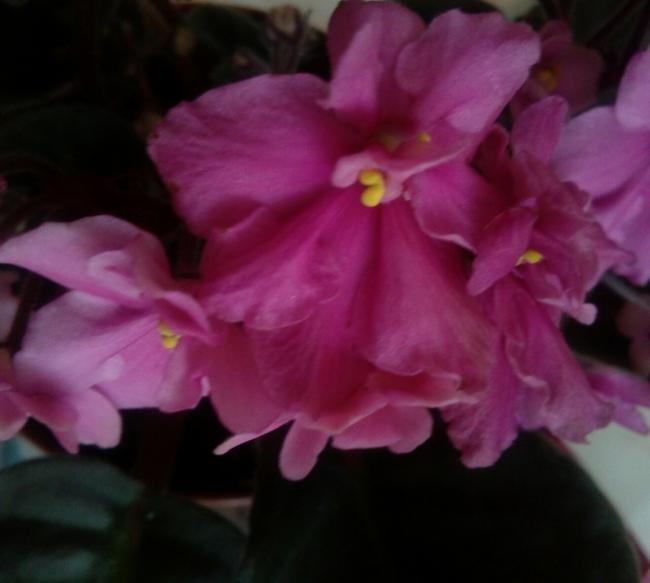 Name:  aviary_1366136911128.jpg
Views: 583
Size:  28.6 KB