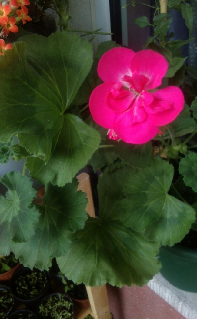 Name:  aviary_1366136728429.jpg
Views: 615
Size:  62.0 KB