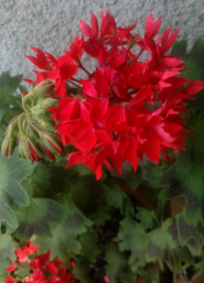 Name:  aviary_1366136675974.jpg
Views: 739
Size:  55.2 KB