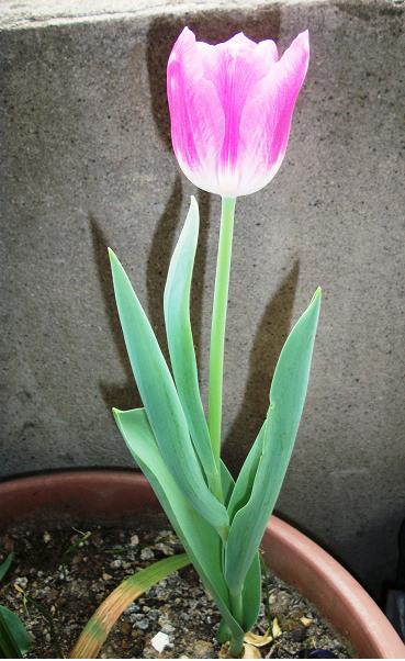 Name:  lale3.jpg
Views: 621
Size:  61.4 KB