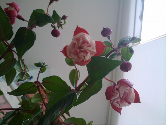 Name:  200420134152.jpg
Views: 2160
Size:  31.9 KB