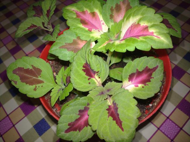 Name:  190420134128.jpg
Views: 2078
Size:  52.7 KB