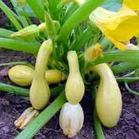 Name:  2126a.jpg
Views: 948
Size:  19.3 KB