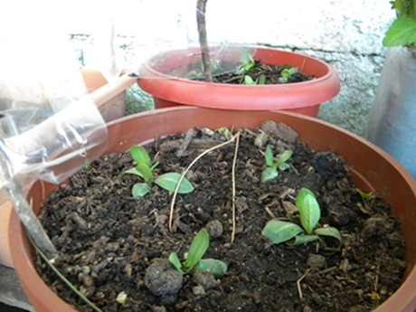 Name:  DSCN6766.JPG
Views: 487
Size:  67.8 KB