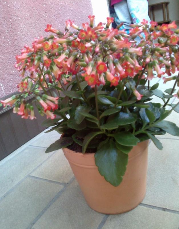 Name:  aviary_1366919143459.jpg
Views: 749
Size:  71.1 KB