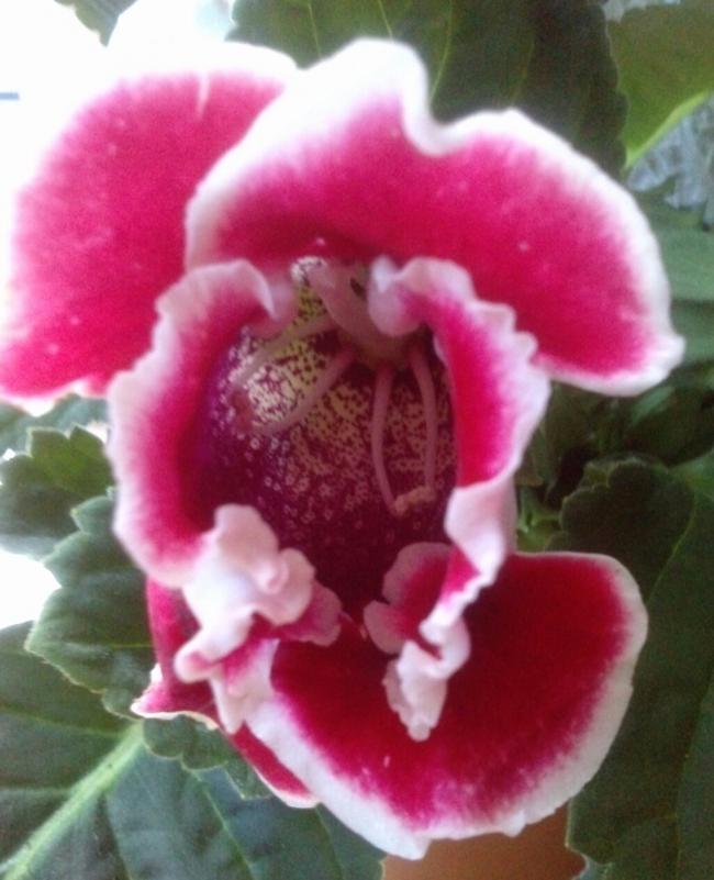 Name:  aviary_1366919014103.jpg
Views: 534
Size:  55.9 KB