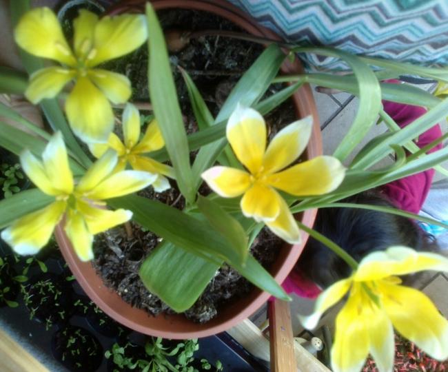 Name:  aviary_1366918847146.jpg
Views: 531
Size:  54.3 KB
