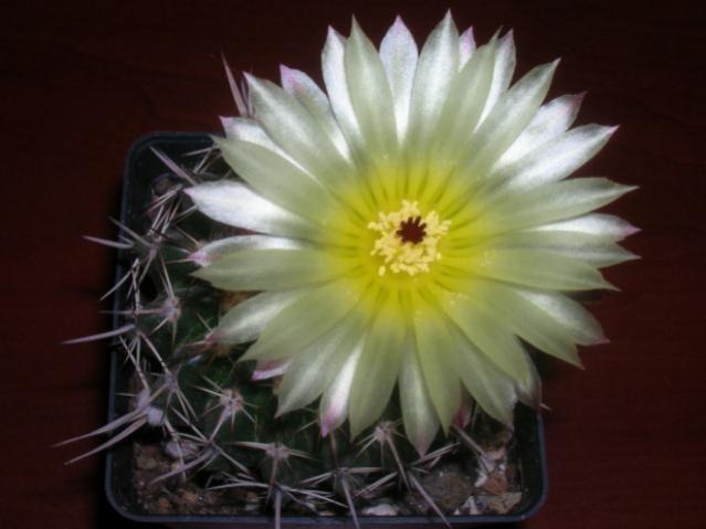 Name:  DSCN3207.jpg
Views: 1737
Size:  30.8 KB