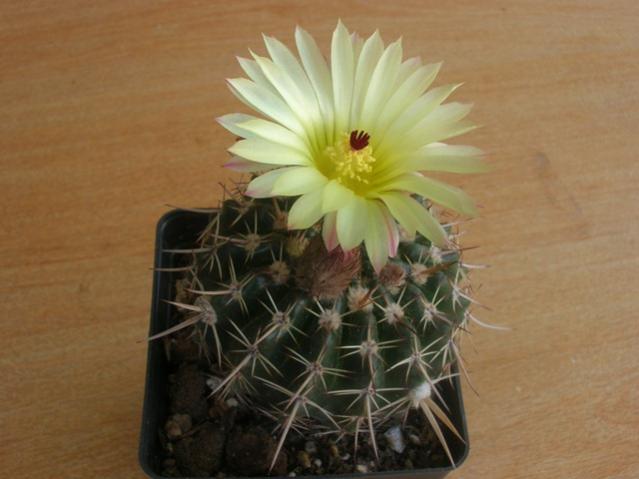 Name:  DSCN3212.jpg
Views: 1712
Size:  34.0 KB