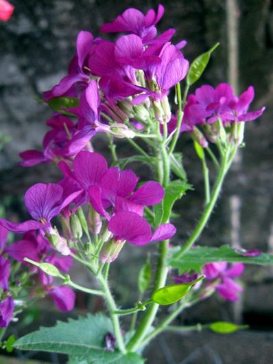 Name:  522321_10150704411173143_1951191226_n.jpg
Views: 1301
Size:  37.7 KB