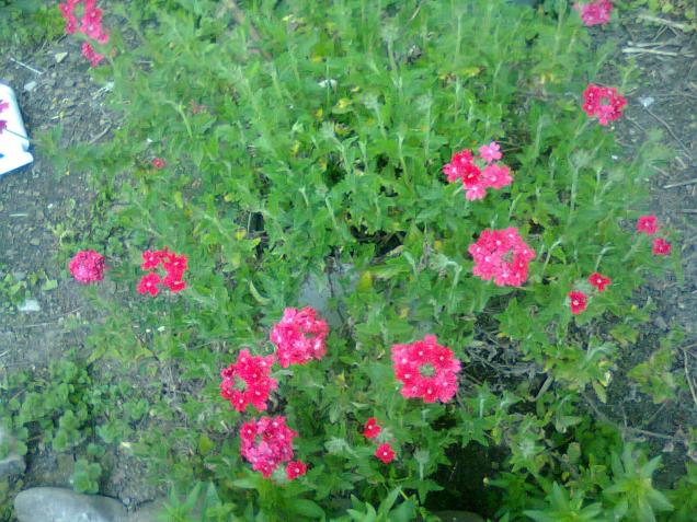 Name:  Fotoraf2256.jpg
Views: 566
Size:  70.4 KB