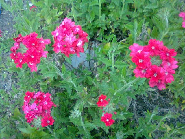 Name:  Fotoraf2257.jpg
Views: 564
Size:  70.0 KB