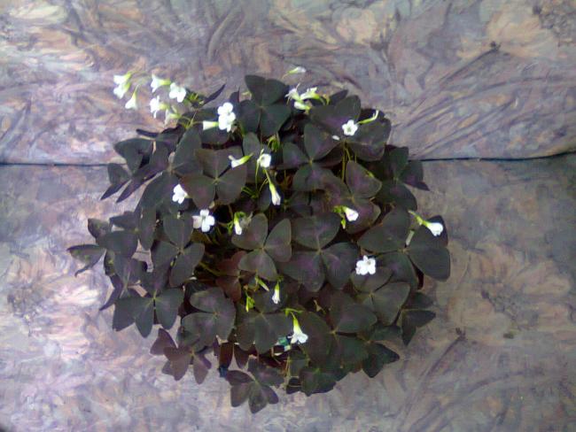 Name:  Fotoraf2252.jpg
Views: 587
Size:  49.1 KB